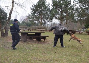 Trening psa policyjnego, policjant na zdjęciu, pies atakuje osobę trenującą i skacze na manekina.