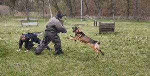 Policyjny przewodnik psa służbowego symuluje upadek, który spowodował napastnik w specjalnym kombinezonie, pies atakuje napastnika broniąc policjanta.