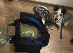 narkotyki i pies
