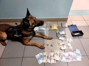 pies do wykrywania narkotyków i zabezpieczone substancje