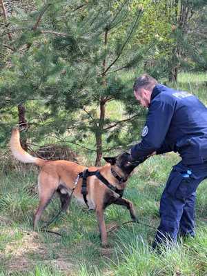 policyjni przewodnicy psów służbowych podczas szkolenia