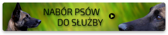 Nabór psów do służby