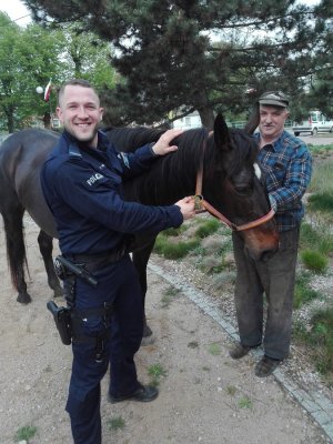 policjant przy koniu