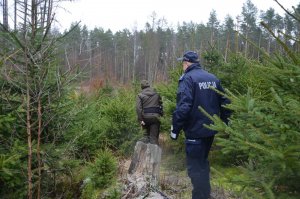 Policjant podczas kontroli legalności choinek