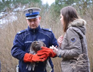 Policjanci wypuszczają myszołowa