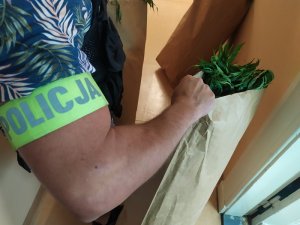 policjant i krzaki konopii