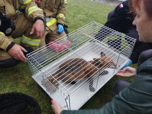 policjant i dwóch strażaków kucają przy klatce z uratowanym lisem