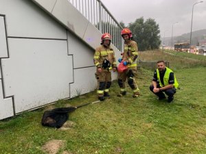 policjant i dwóch strażaków kucają przy klatce z uratowanym lisem