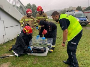 policjant i dwóch strażaków kucają przy klatce z uratowanym lisem