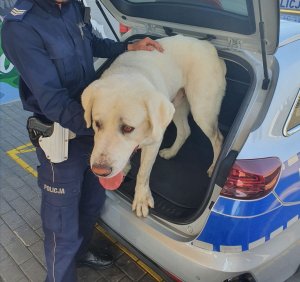 policyjny radiowóz i odnaleziony pies labrador