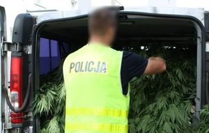 policjanci zlikwidowali plantacje konopi indyjskich, policjant w trakcie zabezpieczania nielegalnych roślin