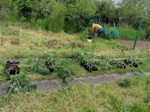 policjanci zlikwidowali plantacje konopi indyjskich, policjant w trakcie zabezpieczania nielegalnych roślin