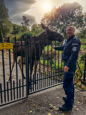 policjant, który interweniował w związku z łosiem