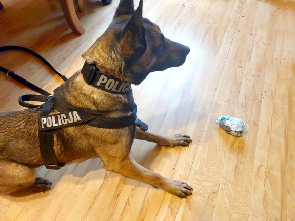 policyjny pies i zabezpieczone środki odurzające