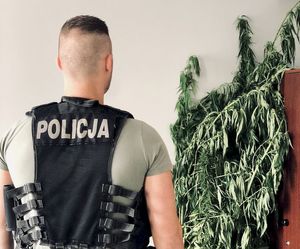 policjant z zabezpieczonymi konopiami