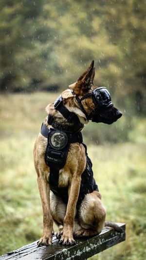 Policjanci z psem bojowym podczas ćwiczeń