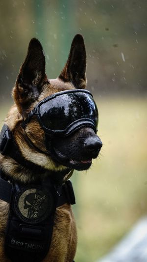 Policyjny pies podczas ćwiczeń