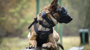 Policyjny pies podczas ćwiczeń