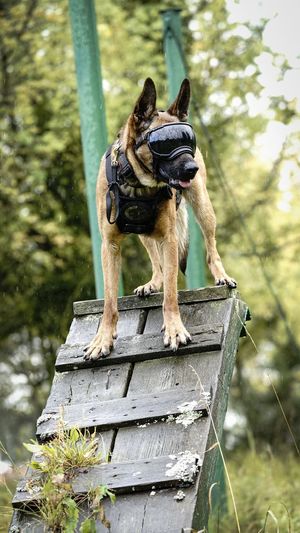Supeł- pies policyjny podczas ćwiczeń