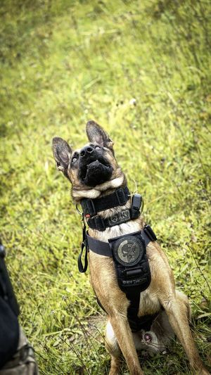 Supeł- pies policyjny podczas ćwiczeń
