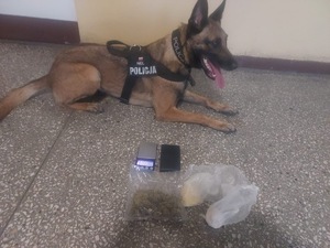 pies do wykrywania narkotyków i zabezpieczone środki