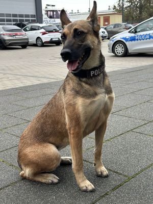 Nowi czworonożni funkcjonariusze