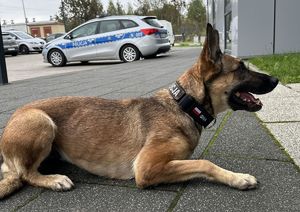 Nowi czworonożni funkcjonariusze