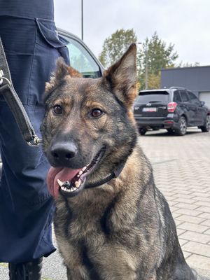 Nowi czworonożni funkcjonariusze