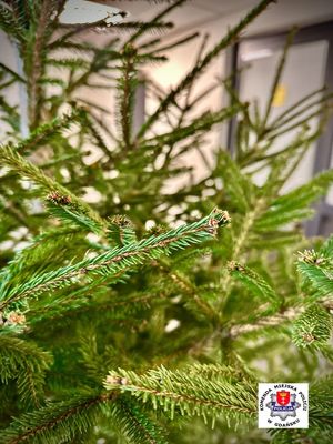 zdjęcie poglądowe do tematu profilaktycznego