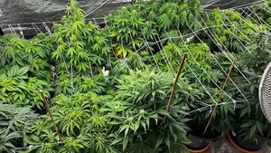 zabezpieczone krzewy i środki