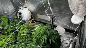 zabezpieczone krzewy i środki