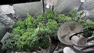 zabezpieczone krzewy i środki