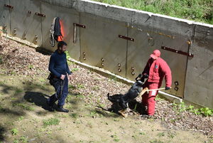 Policyjne psy służbowe podczas ćwiczeń