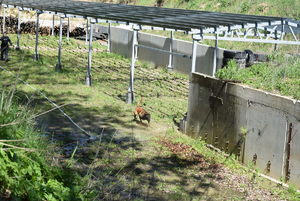 Policyjne psy służbowe podczas ćwiczeń