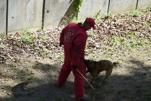 Policyjne psy służbowe podczas ćwiczeń