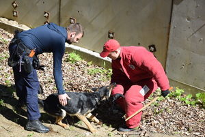 Policyjne psy służbowe podczas ćwiczeń