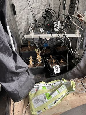 zabezpieczone środki odurzajace