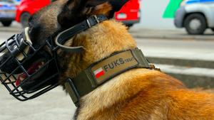 Policyjny pies patrolowo-tropiący