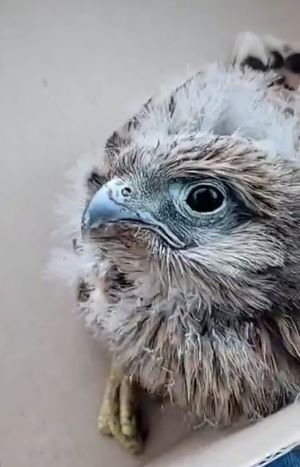 policjant z pisklęciem