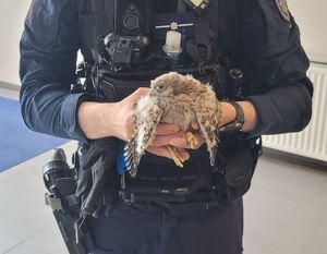 policjant z pisklęciem