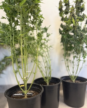 zabezpieczone krzewy