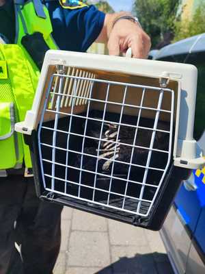 Sopoccy policjanci zaopiekowali się ranną mewą potrąconą przez samochód.