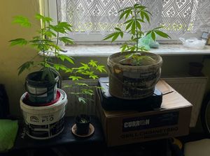 Blisko 0,5 kg narkotyków oraz nielegalna plantacja marihuany.