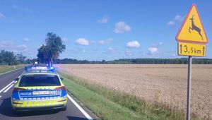 radiowóz na drodze i widoczny znak uwaga zwierzyna leśna