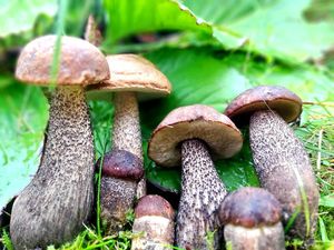 zdjęcie poglądowe do profilaktyki