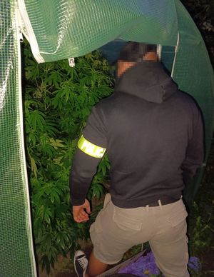 zabezpieczone hodowle