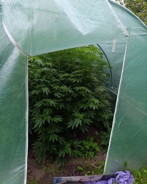 zabezpieczone hodowle