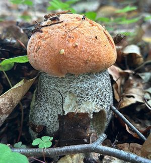 Zanim wyruszysz do lasy, koniecznie to przeczytaj