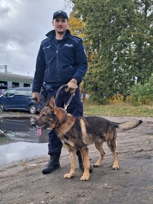 Psy służbowe doskonalą swoje umiejętności w terenie.