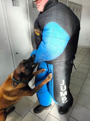 Psy służbowe doskonalą swoje umiejętności w terenie.